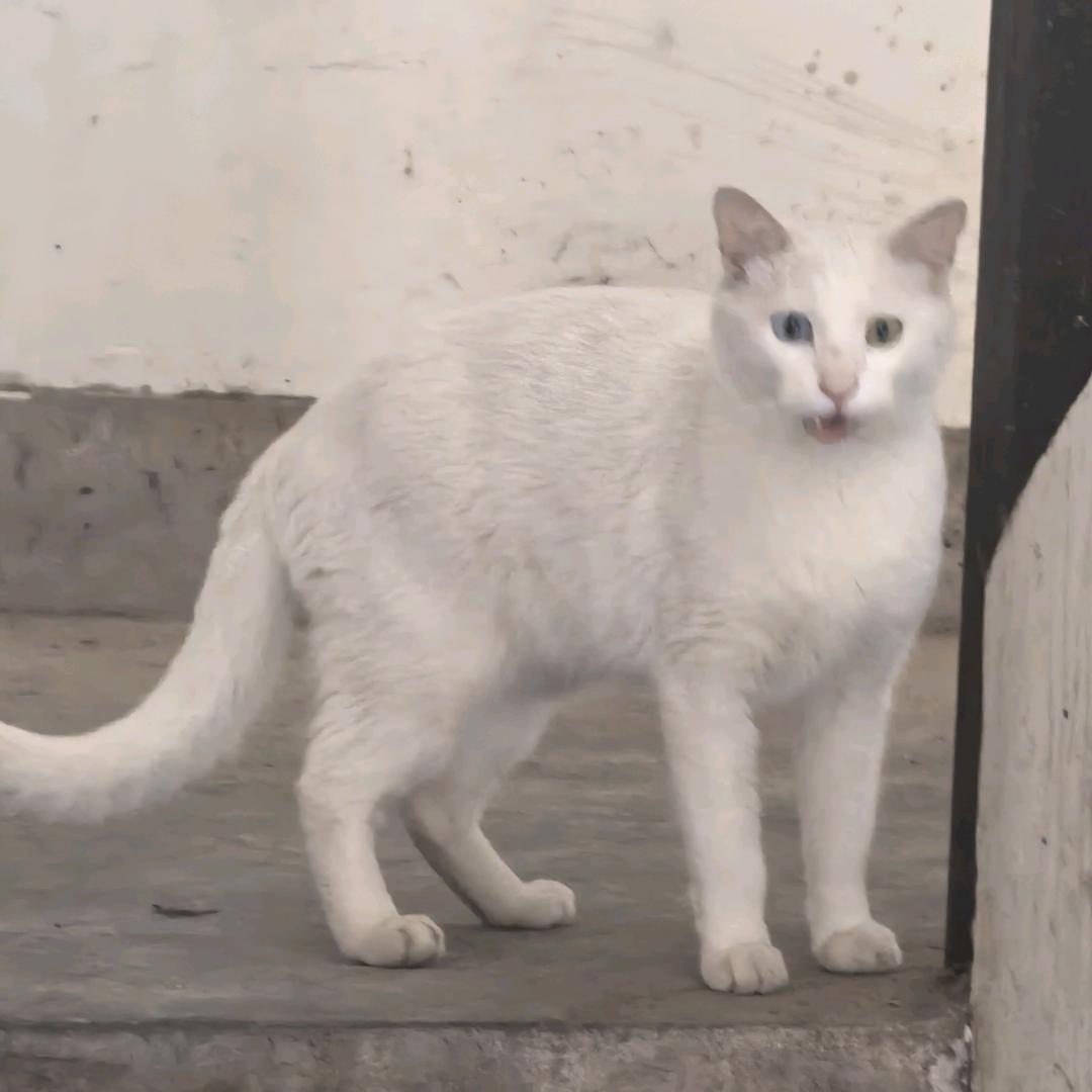 凌晨一点的猫｀