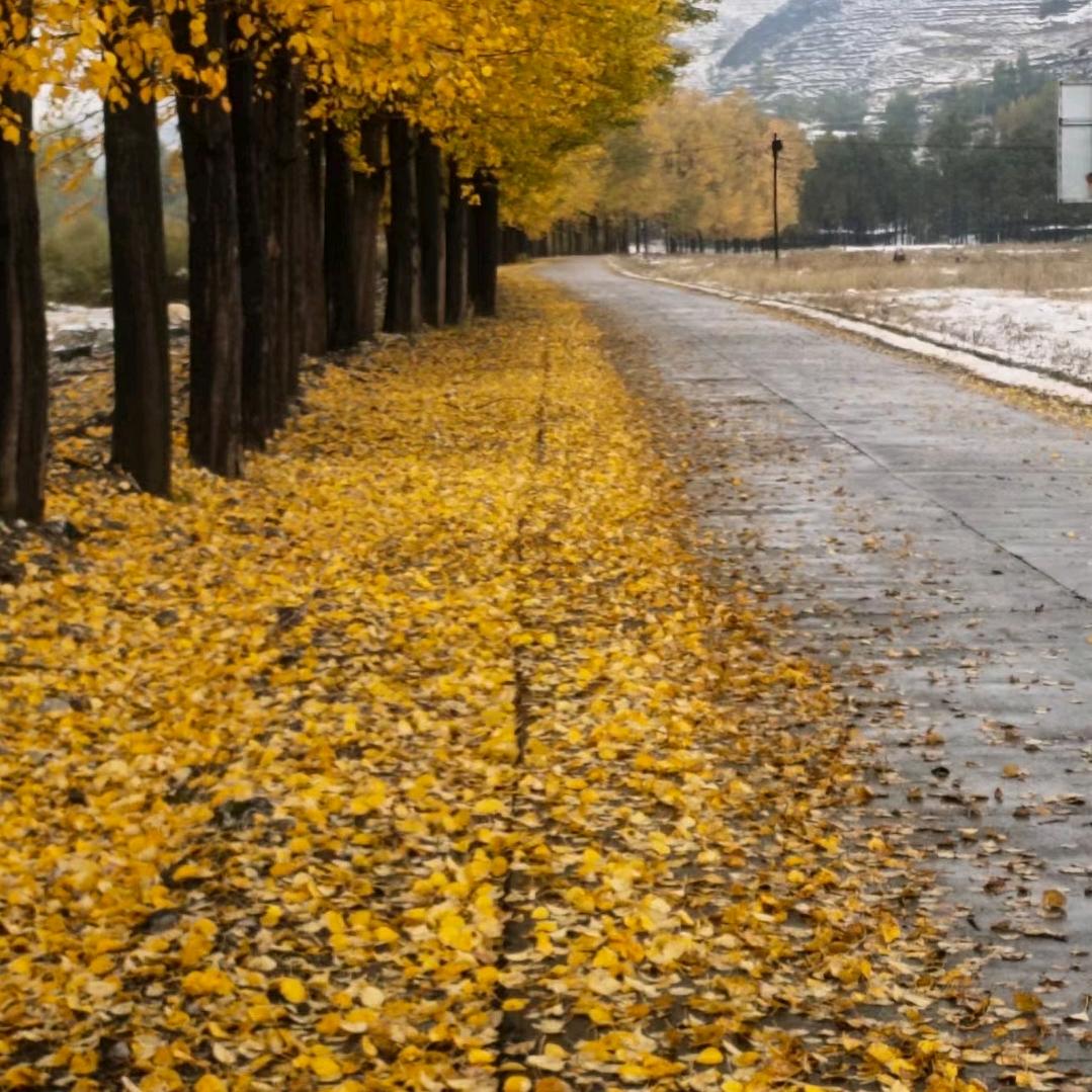 青海放牛娃〈互关互粉〉