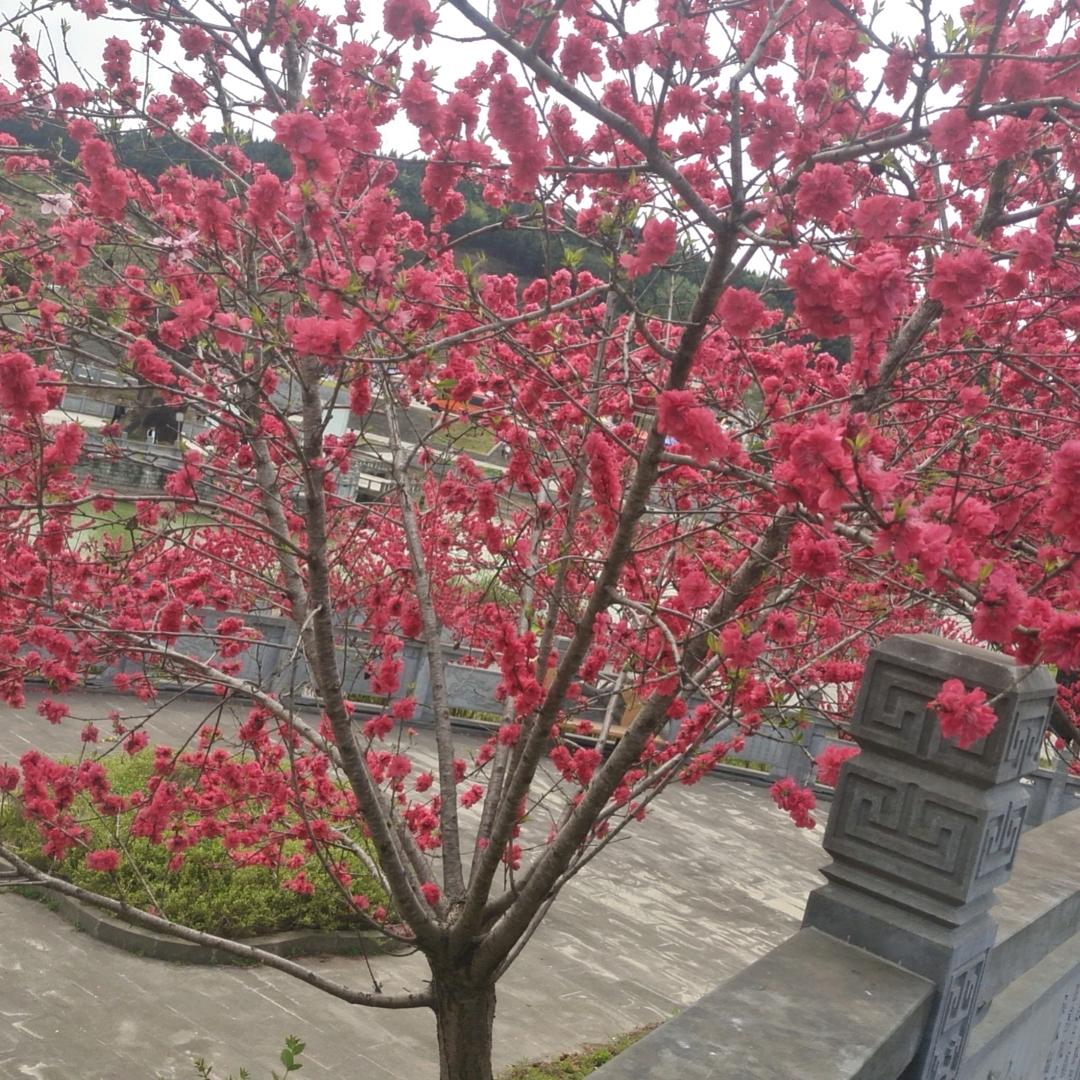 有梦想才有希望