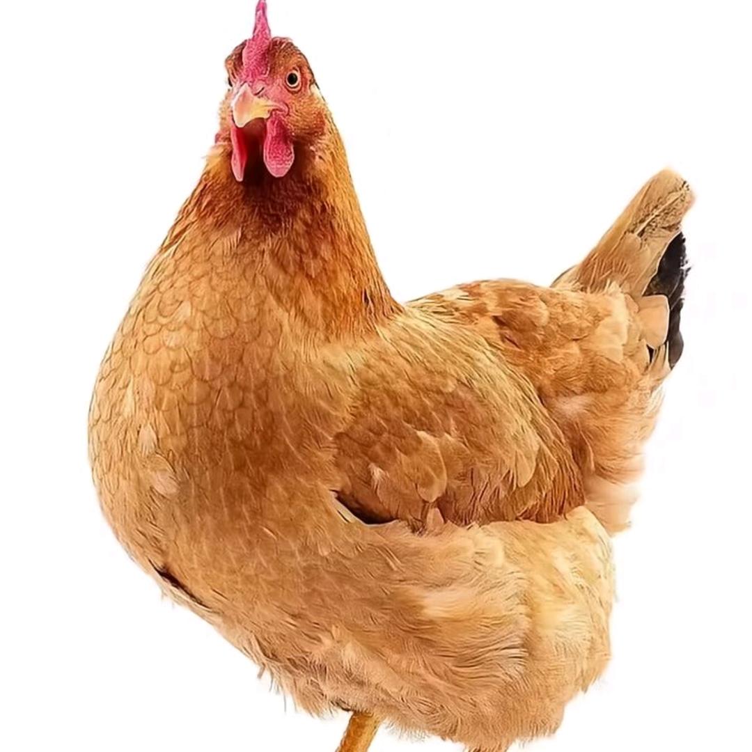 苹果猫