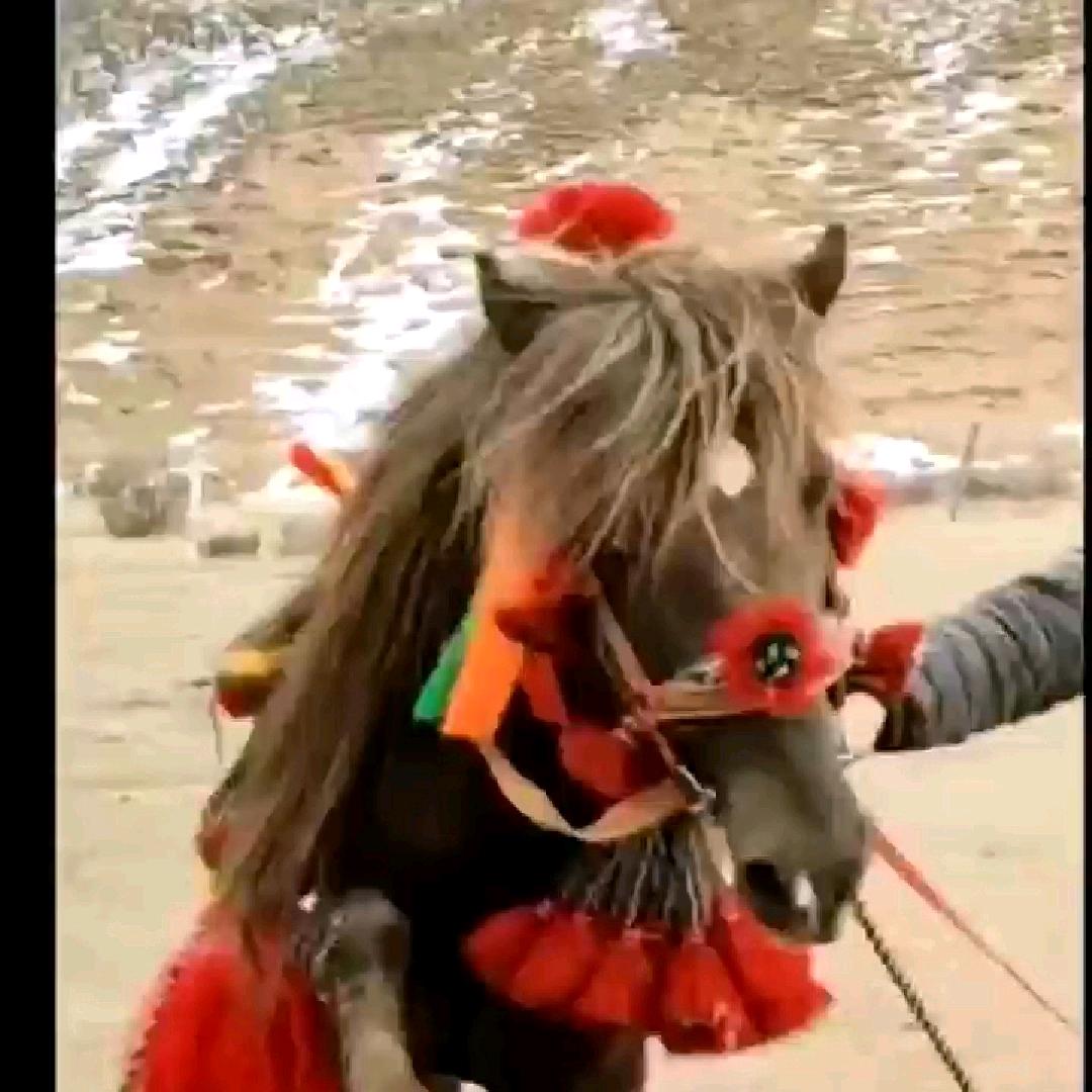 🕶扎🕶巴🕶1🐴3🐴7🐴6🐴