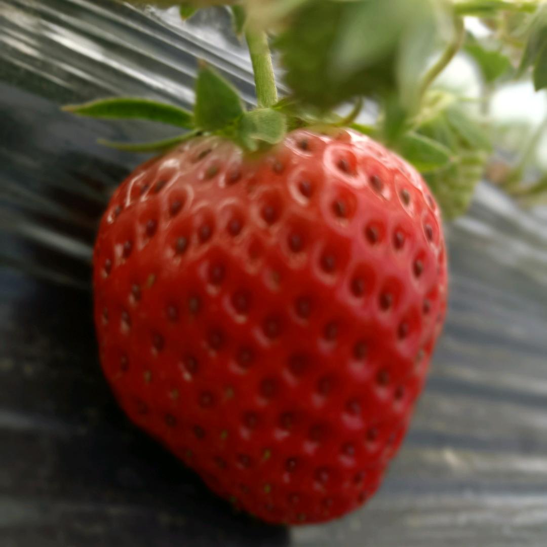 乐嘉草莓采摘园