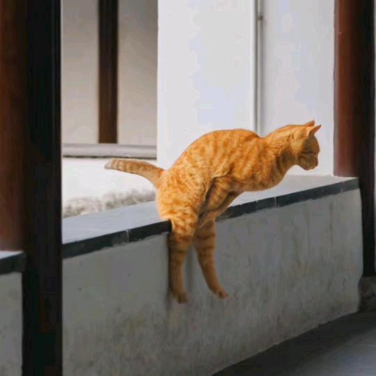 泡泡肥猫
