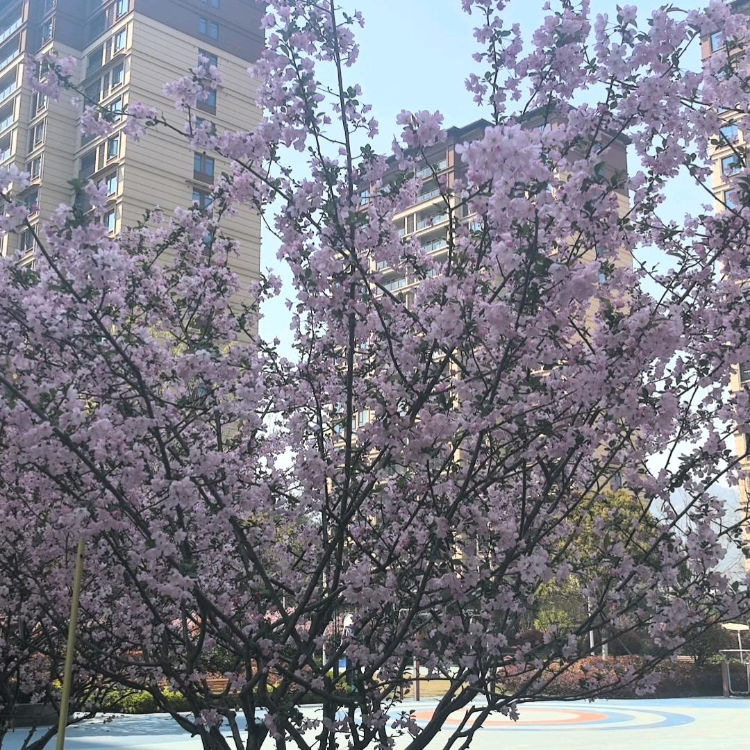 憨憨等夸（宗林）