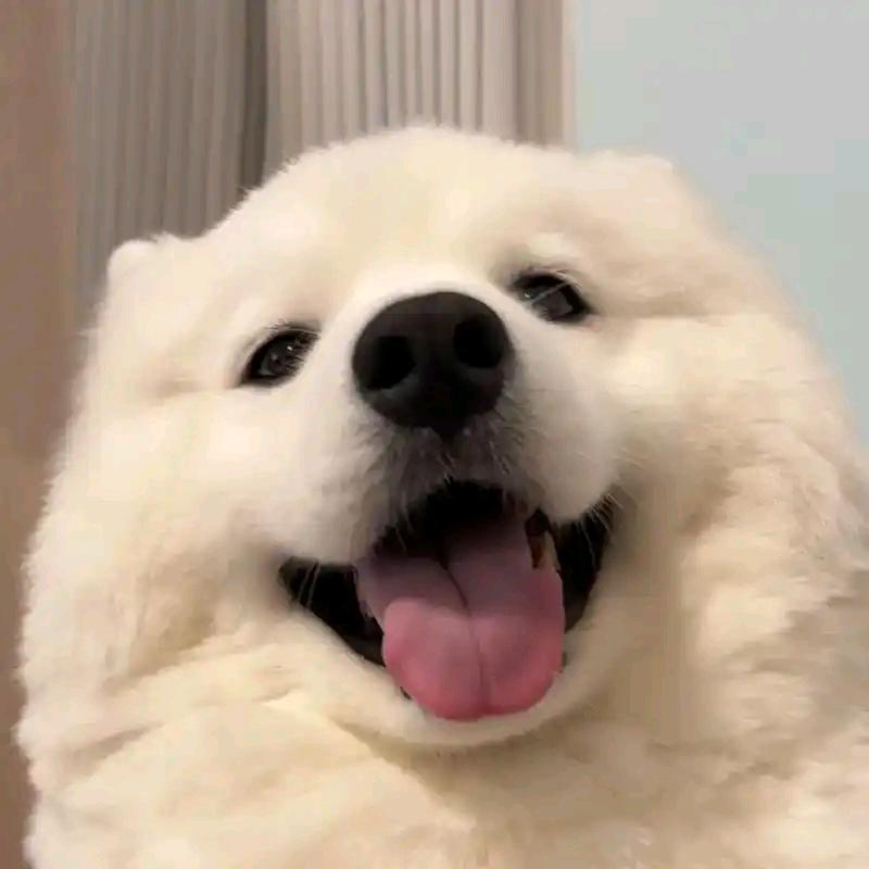 冒险之星-小美辰致科技