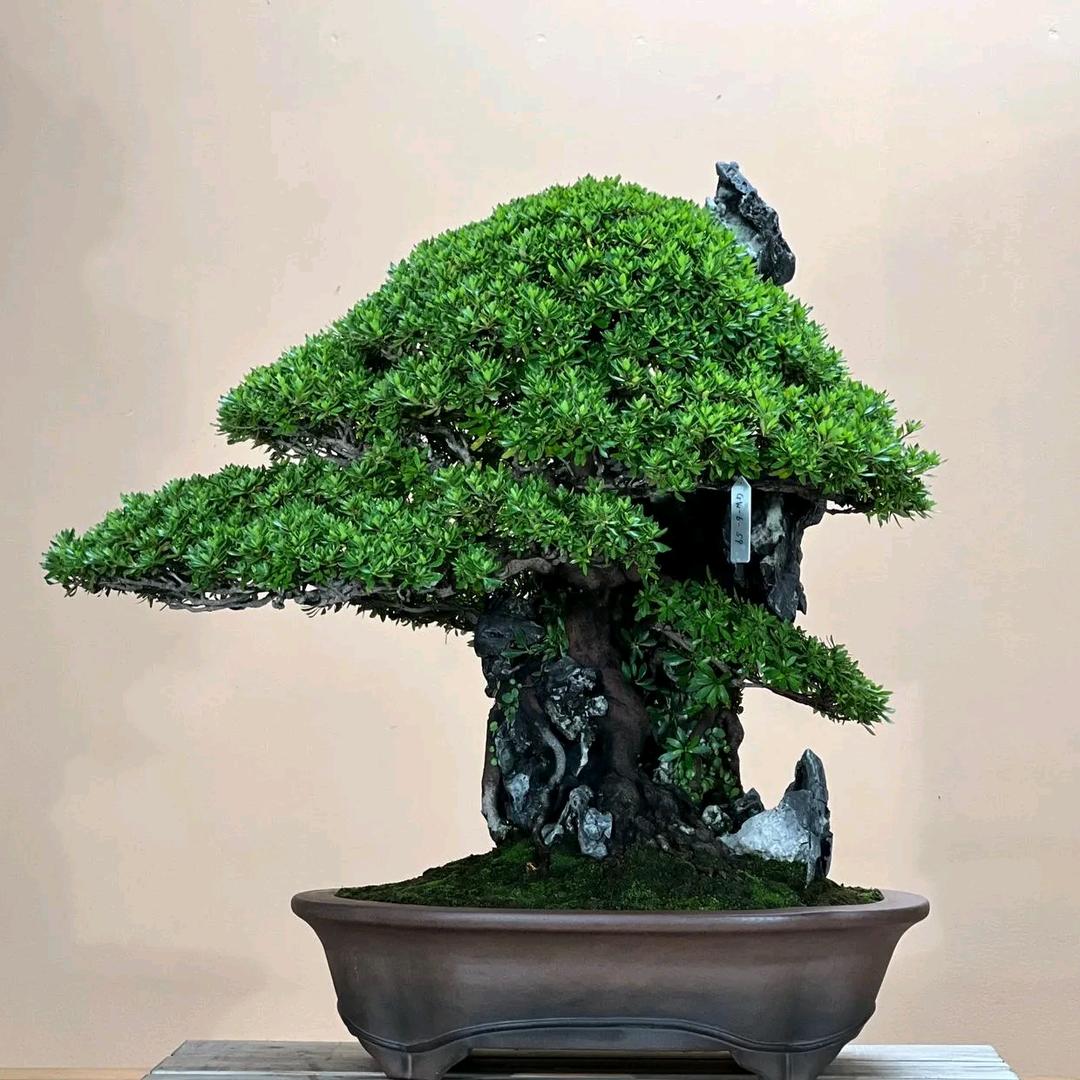 松蓝绿植馆