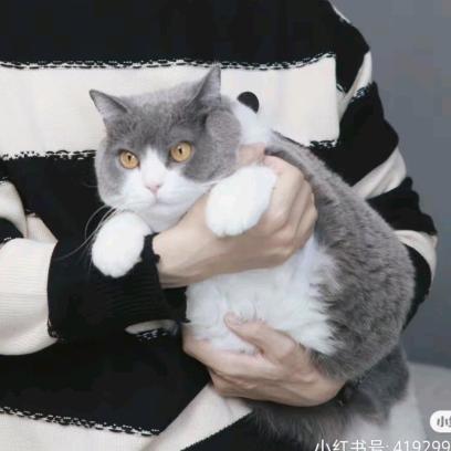 怂包