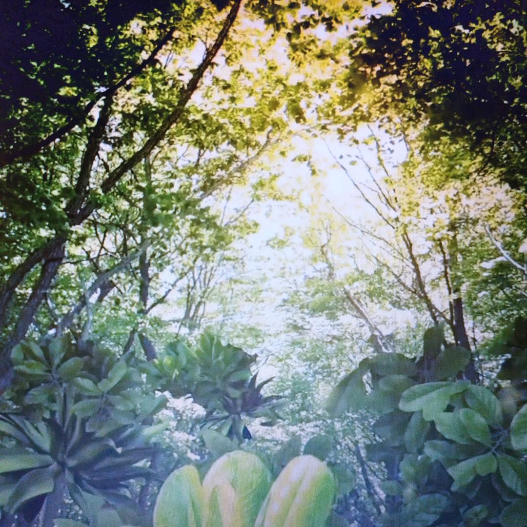海螺声🍀🌴💐