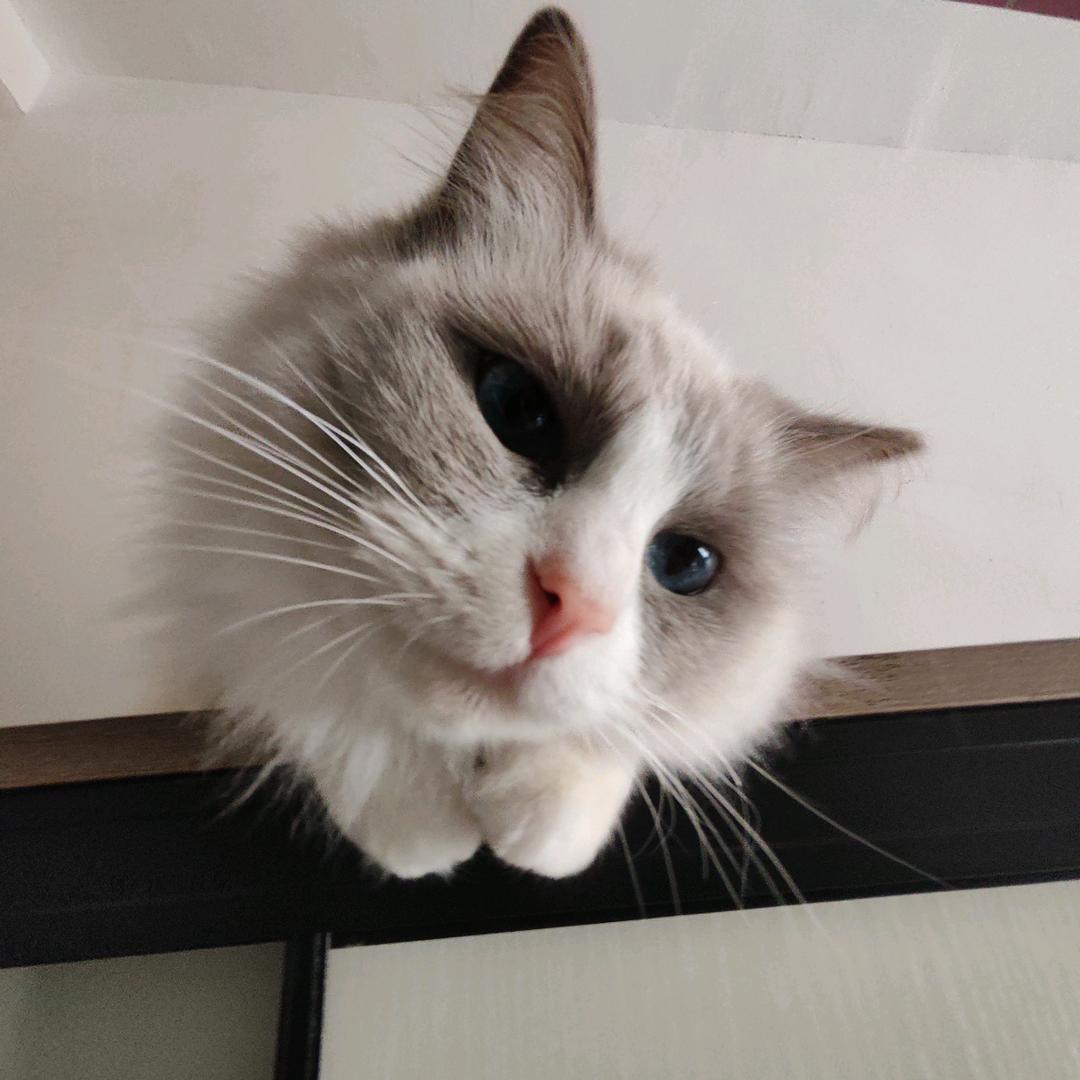 平潭猫猫民宿主理人