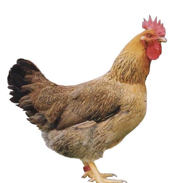 男神喜欢我皮炎上长的第八个痔疮