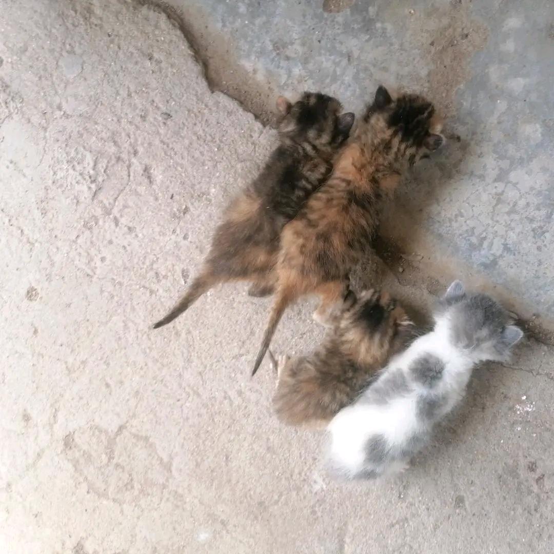 四只猫