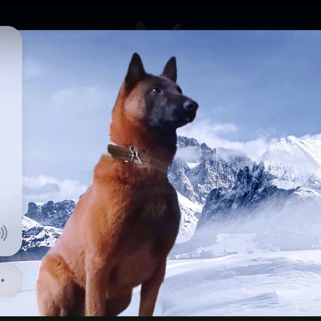 豫宛新犬舍