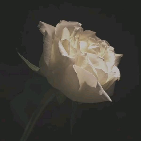 阜阳玫瑰