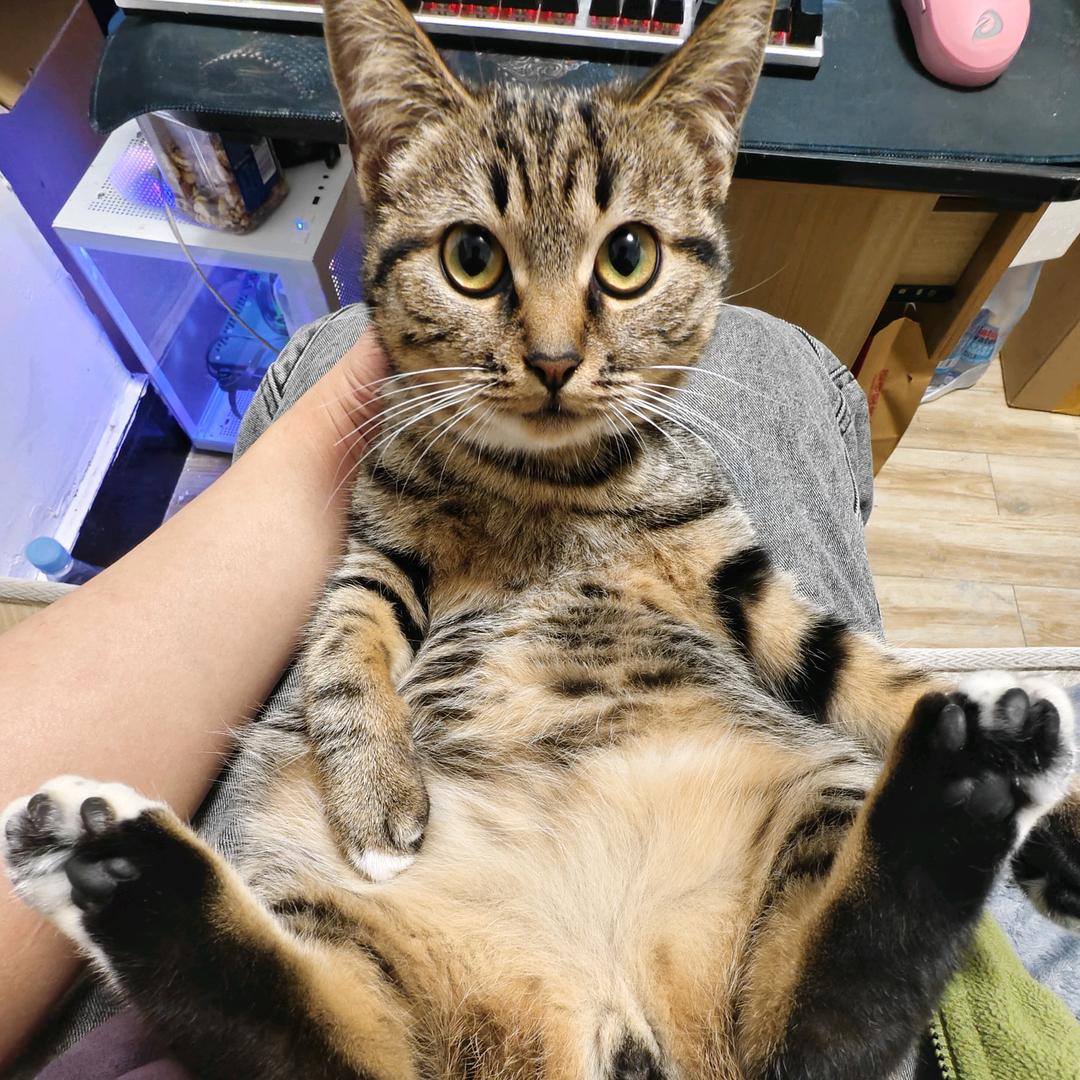 猫儿游啊游头像