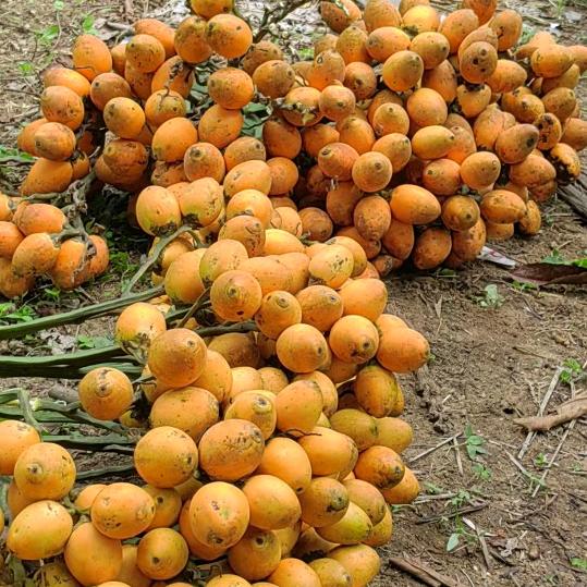 海南槟榔苗种子业