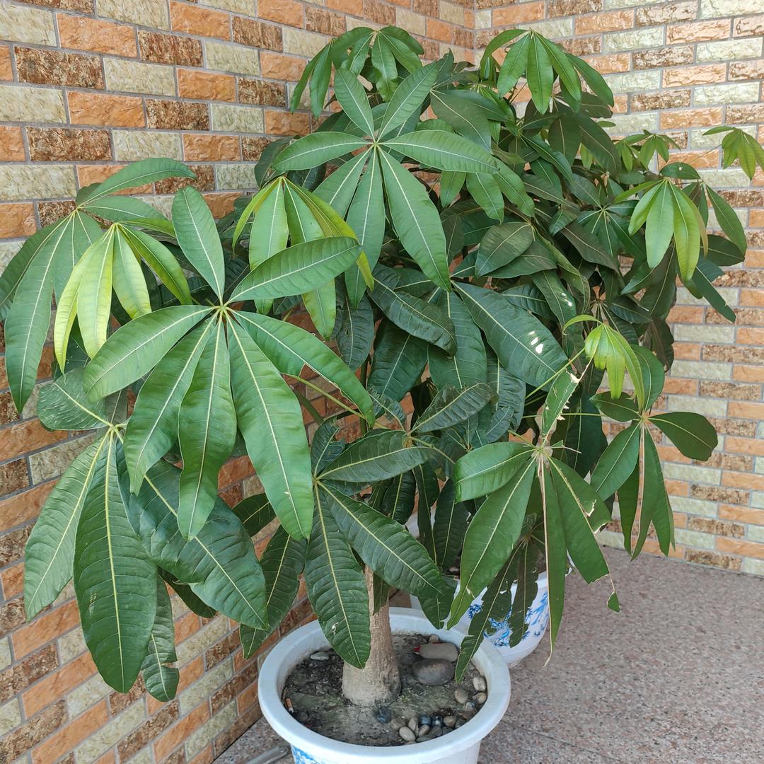小方
