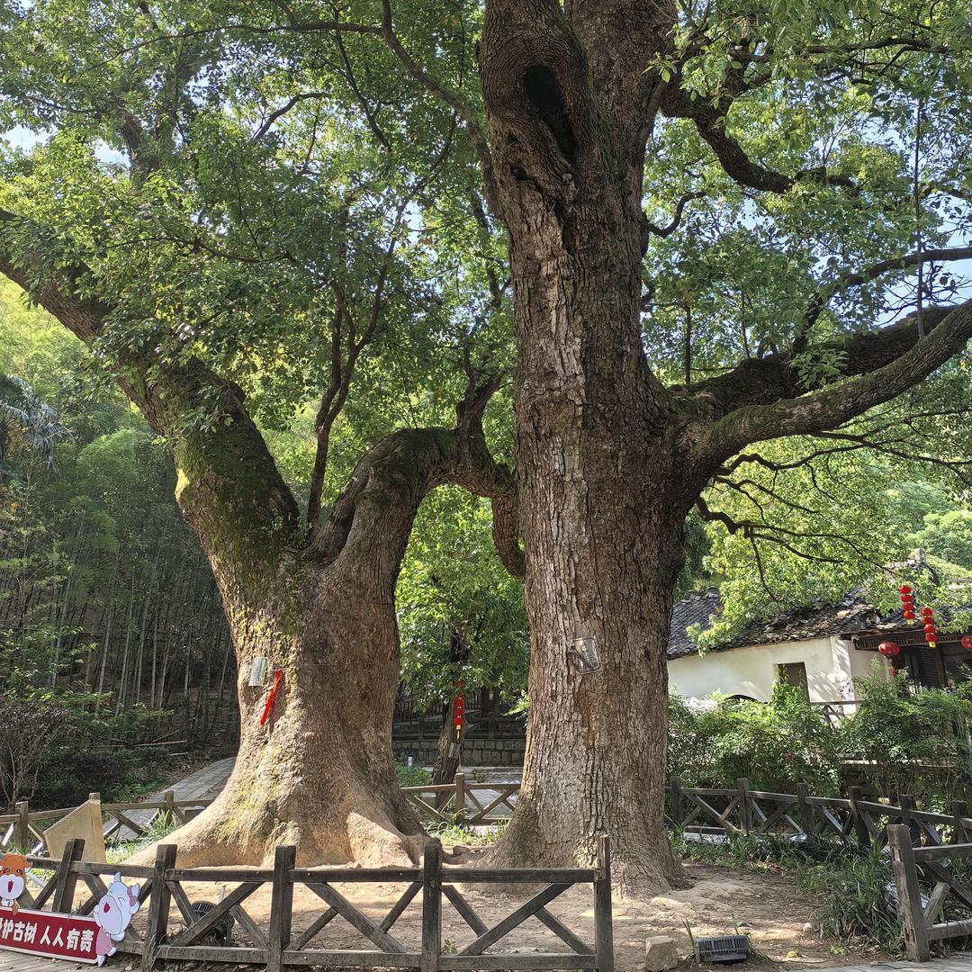 所有美好如期而至