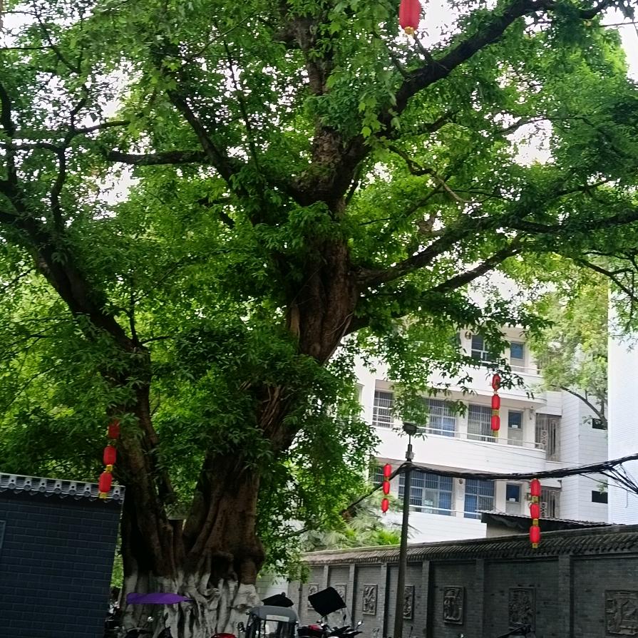冰封的爱恋