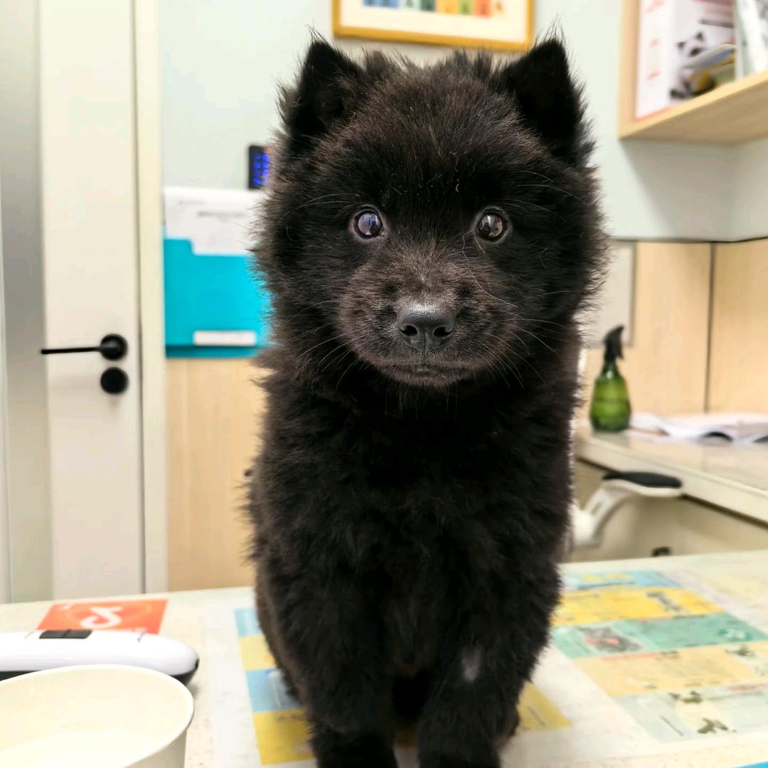 山东五黑犬繁殖基地。可以自提