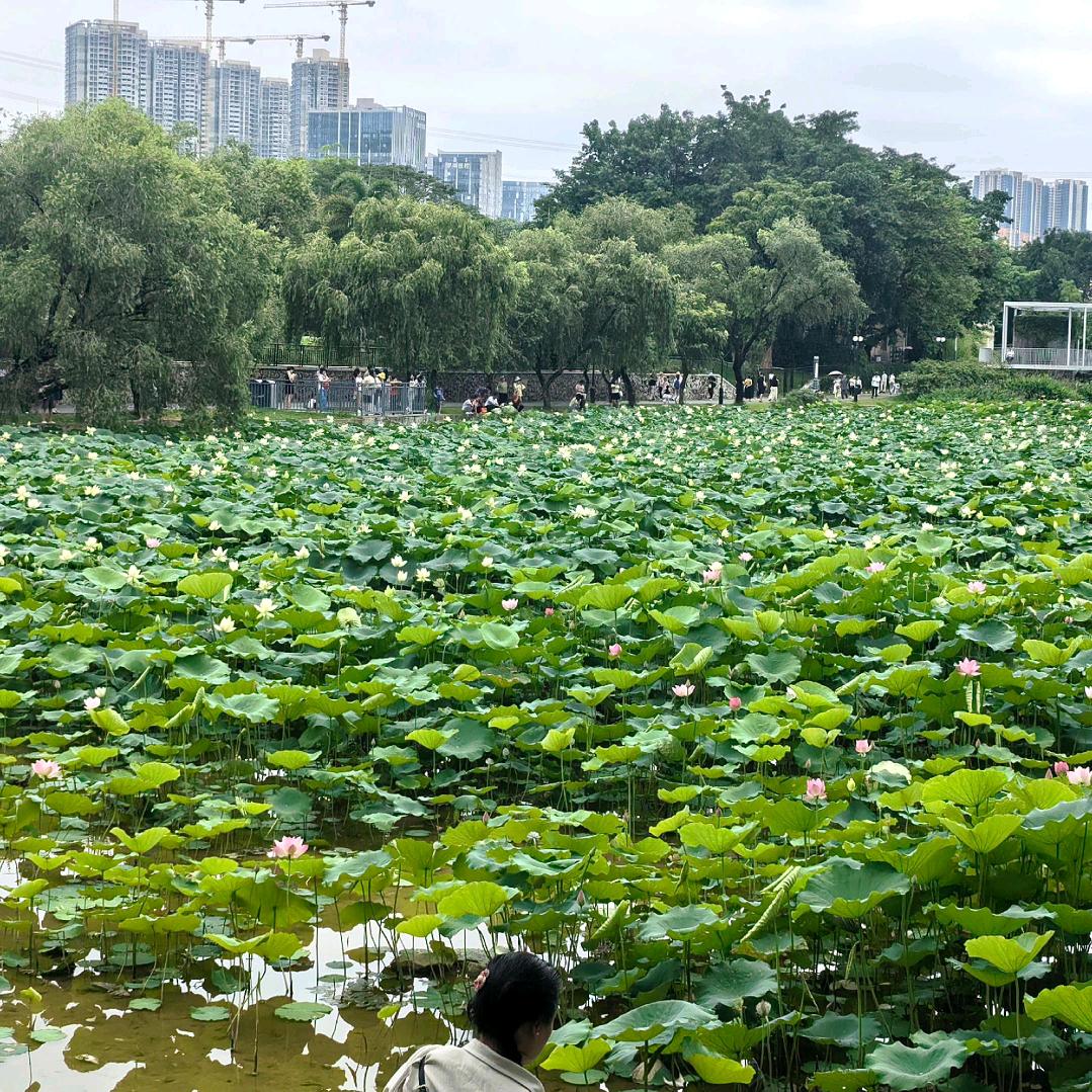 思念