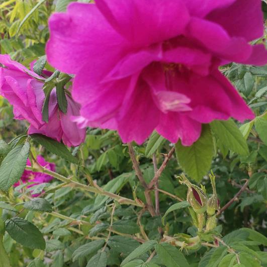 爱跳舞的雪绒花