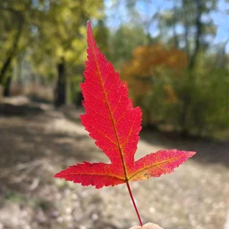 蓝枫叶🍁