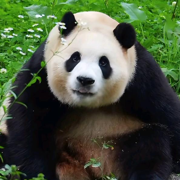 熊猫格格