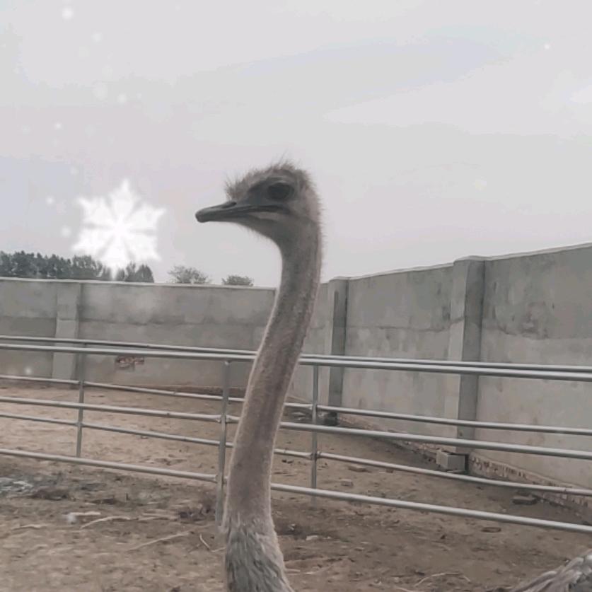 二妮鸵鸟养殖