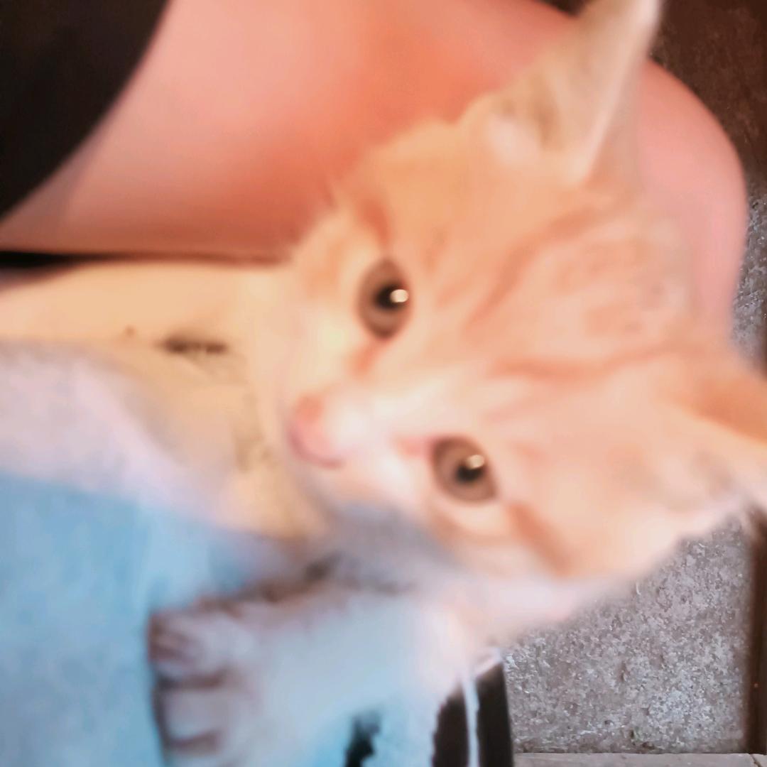 怪老歪家的动物们