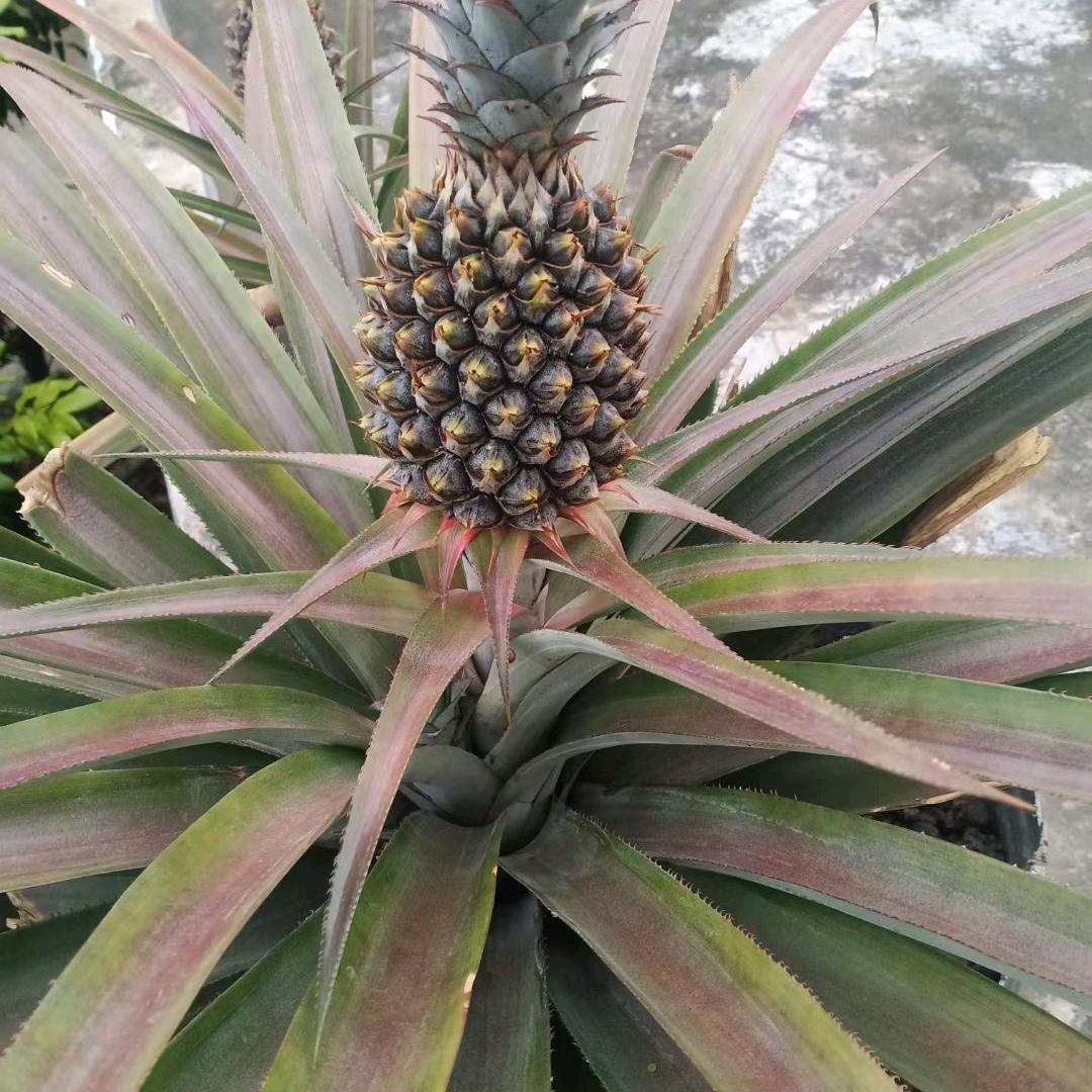 陈晨：