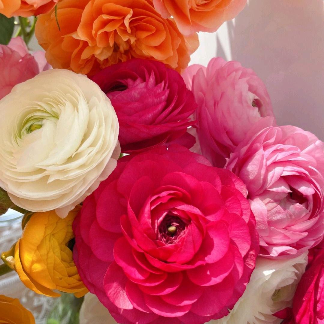 花盛花卉种子园艺