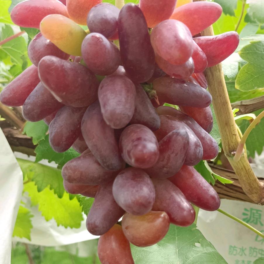 家庭农场葡萄采摘园官方号