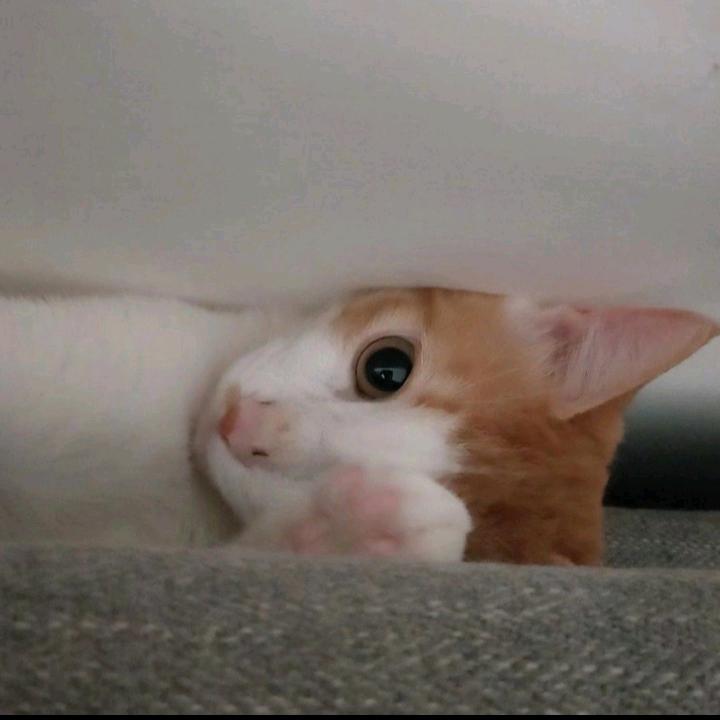 🍓✌️🐱🌸萌萌虎🌸🐱✌️🍓