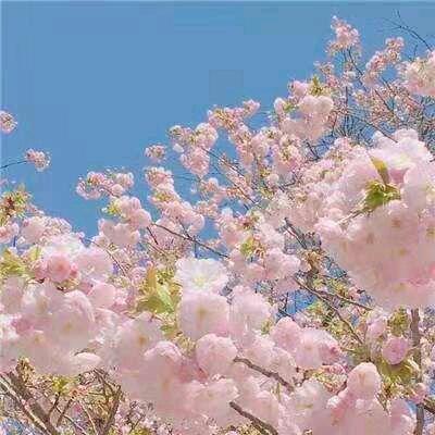 往事随风🌺