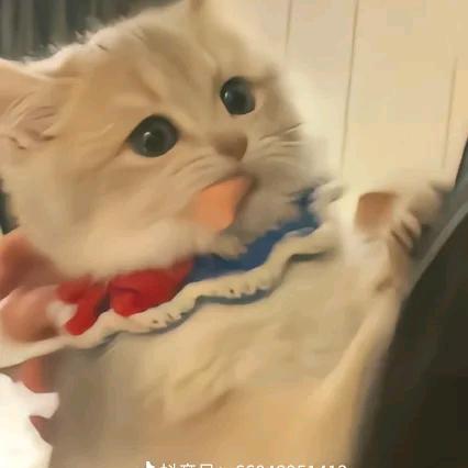宸少