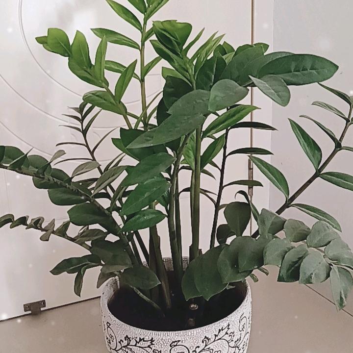 毛毛