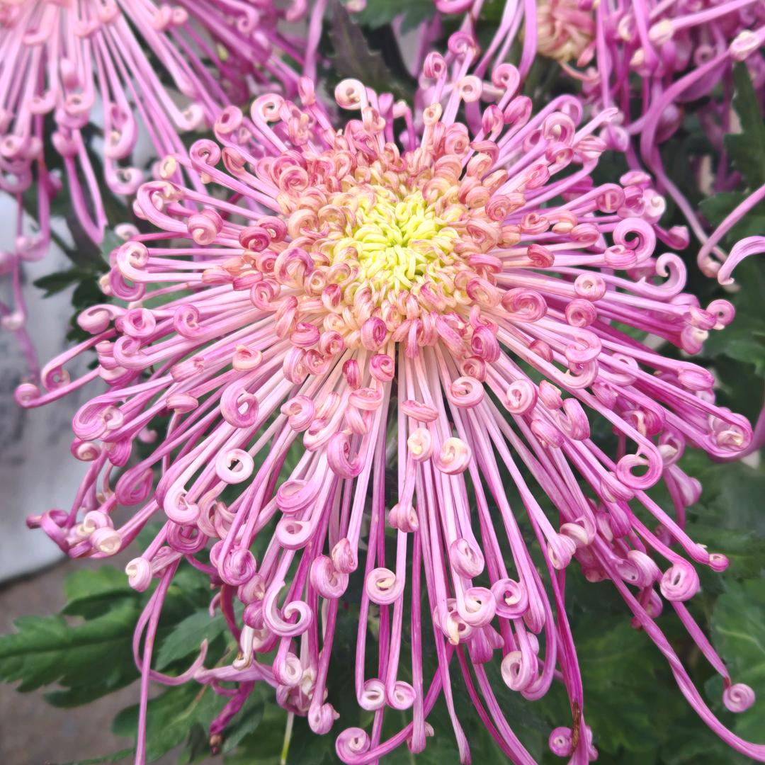 方圆鲜花