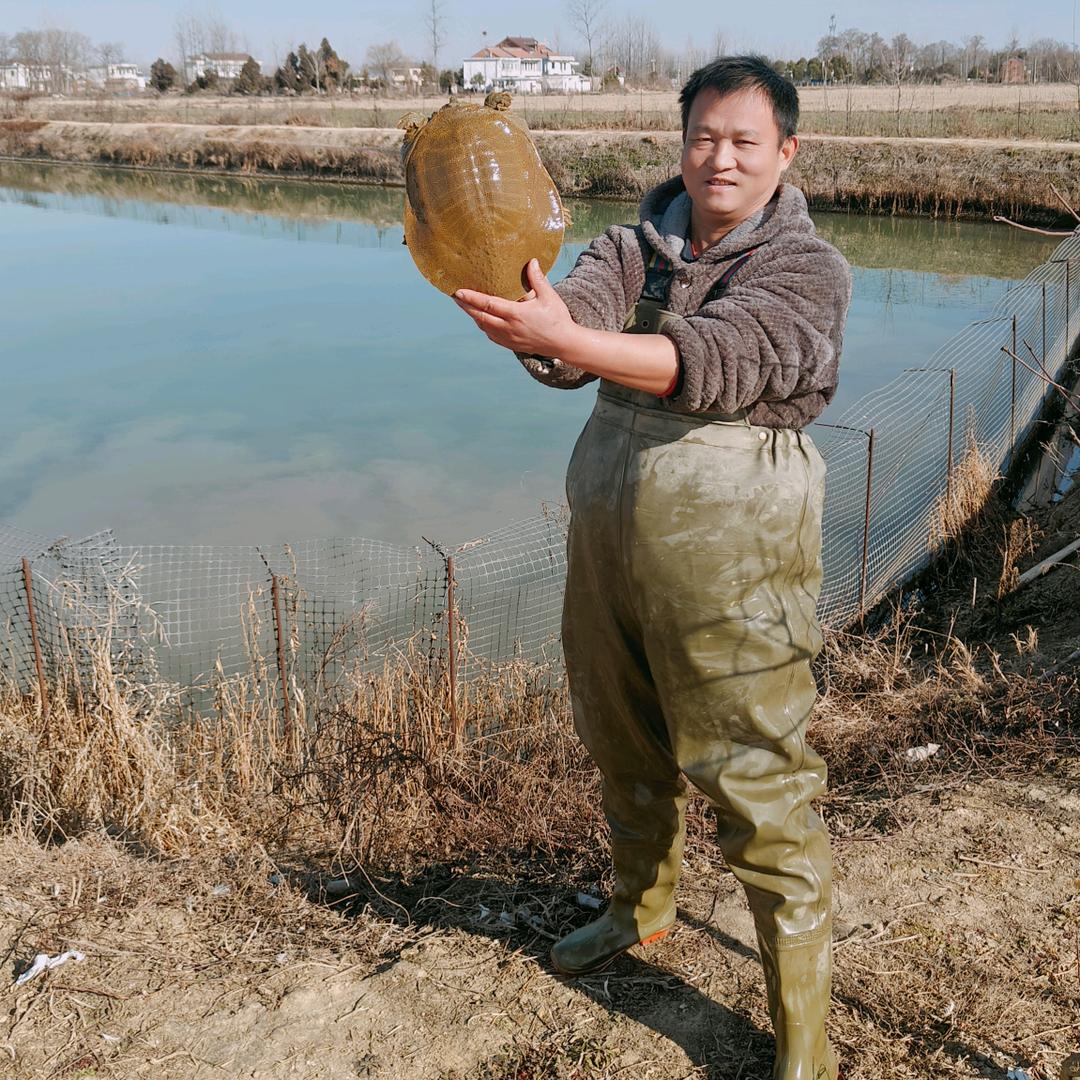 魏氏水产养殖(水产甲鱼)
