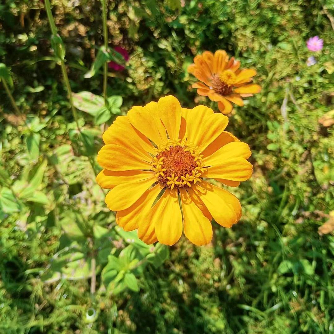 慧