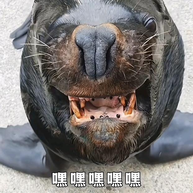 舒采