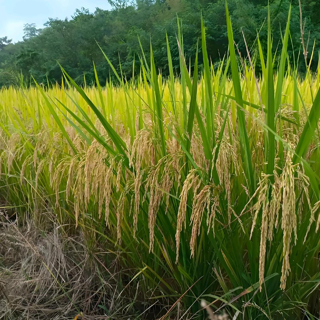 敏敏粮油同城配送