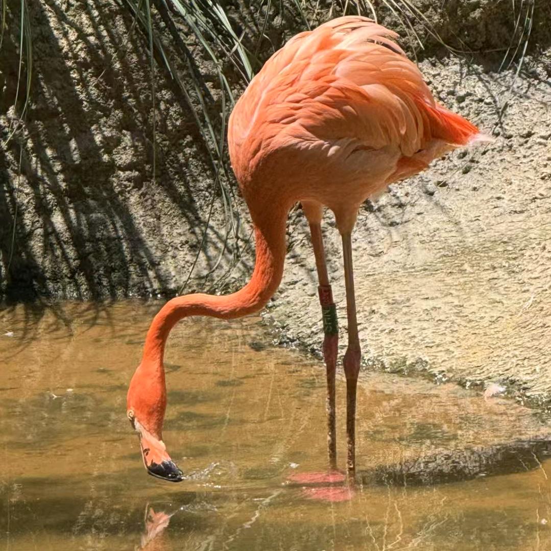 沈苏桉（铁线莲请狠狠缠上我）