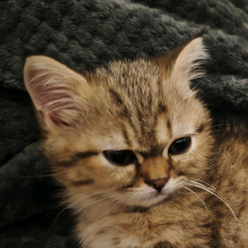 饭盆猫