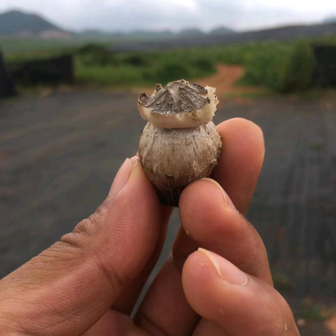 殷小哥