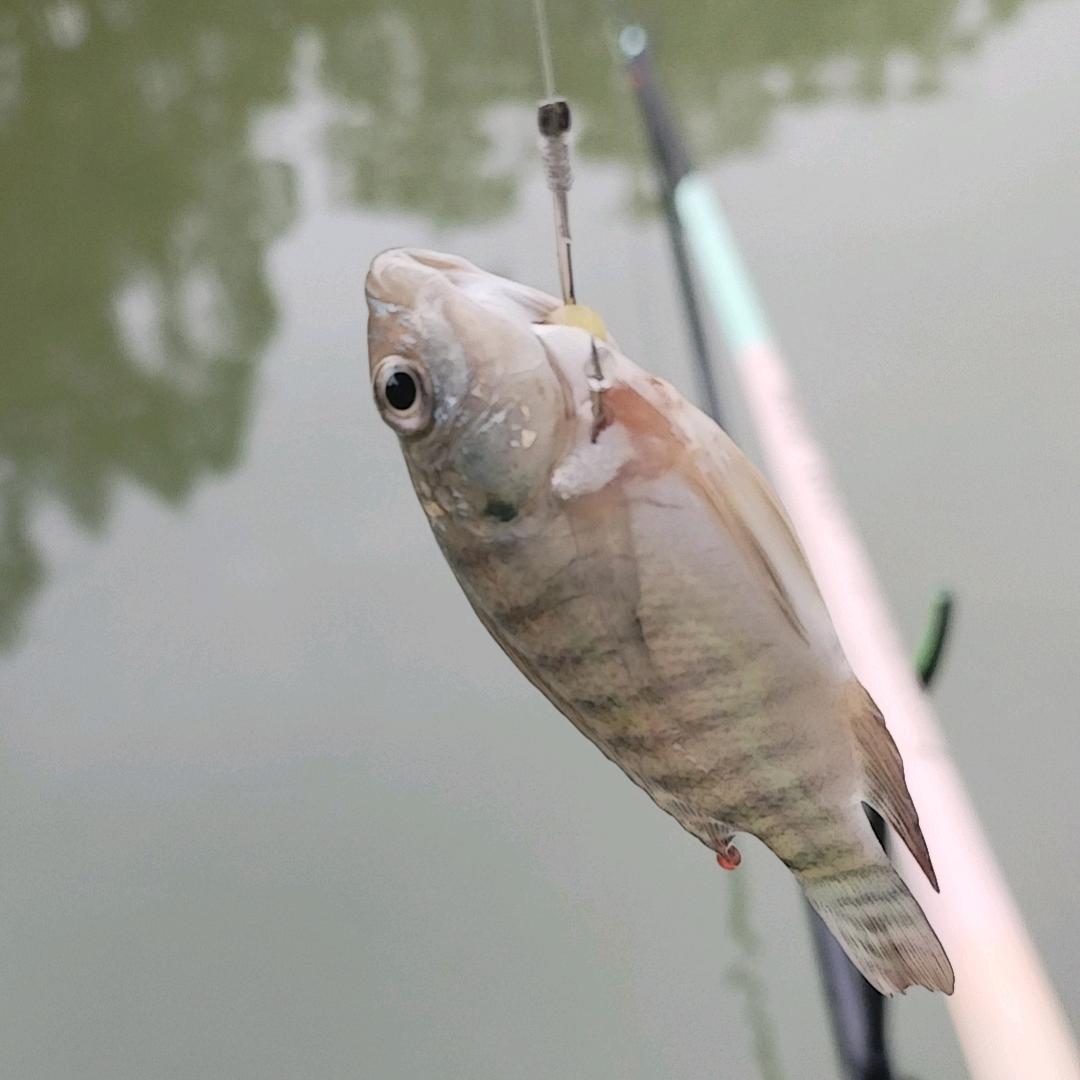 1ο▬▬▬▬▬▬▬▬◙▅▅▆▇▇◤3