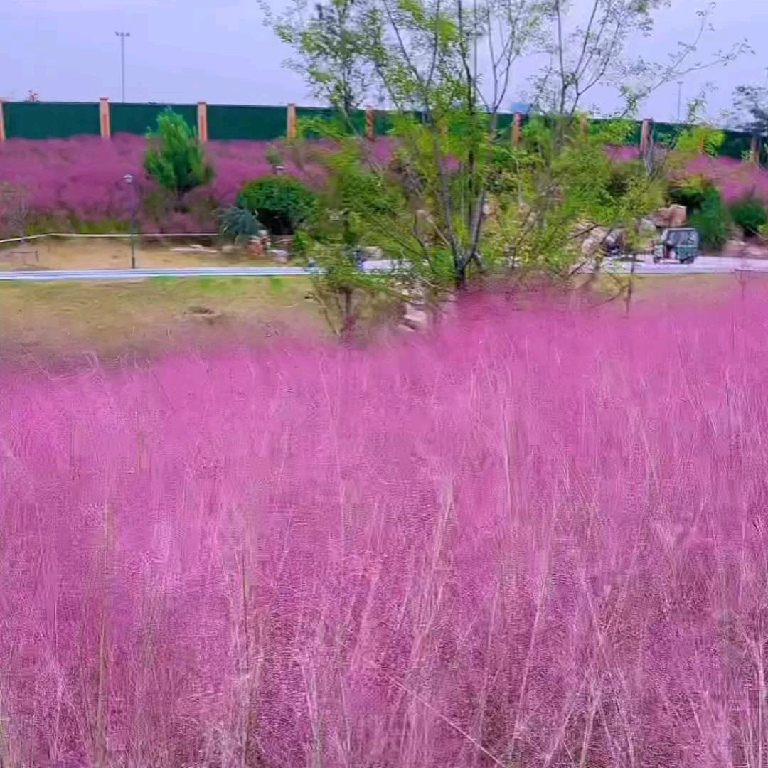 狗哥