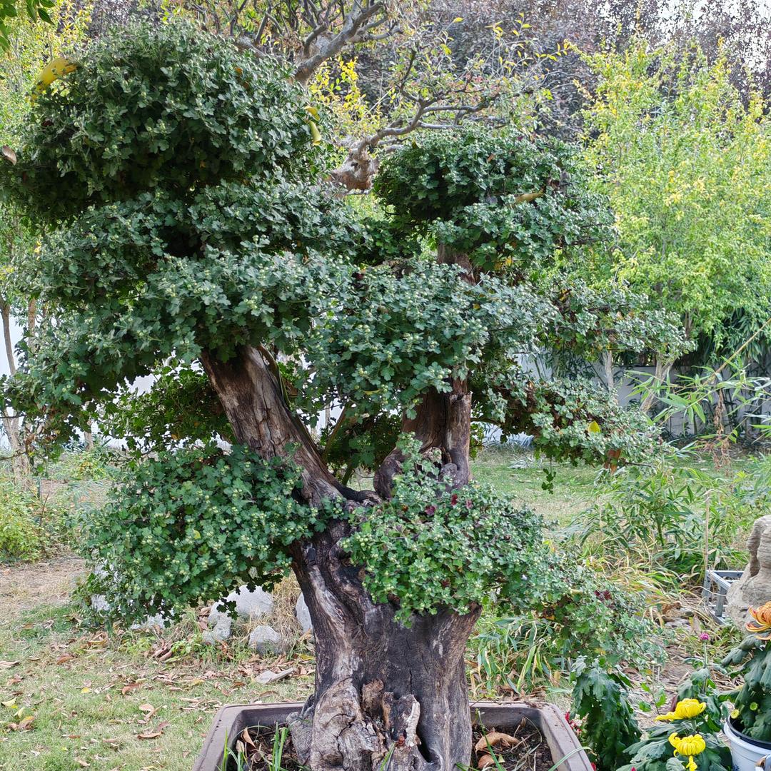 东方洗染（优衣洗）干洗店