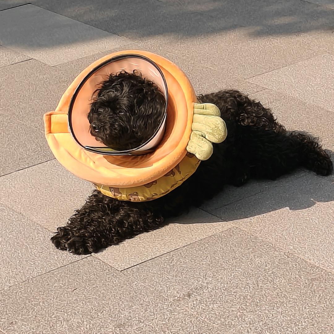 偷糖的贼