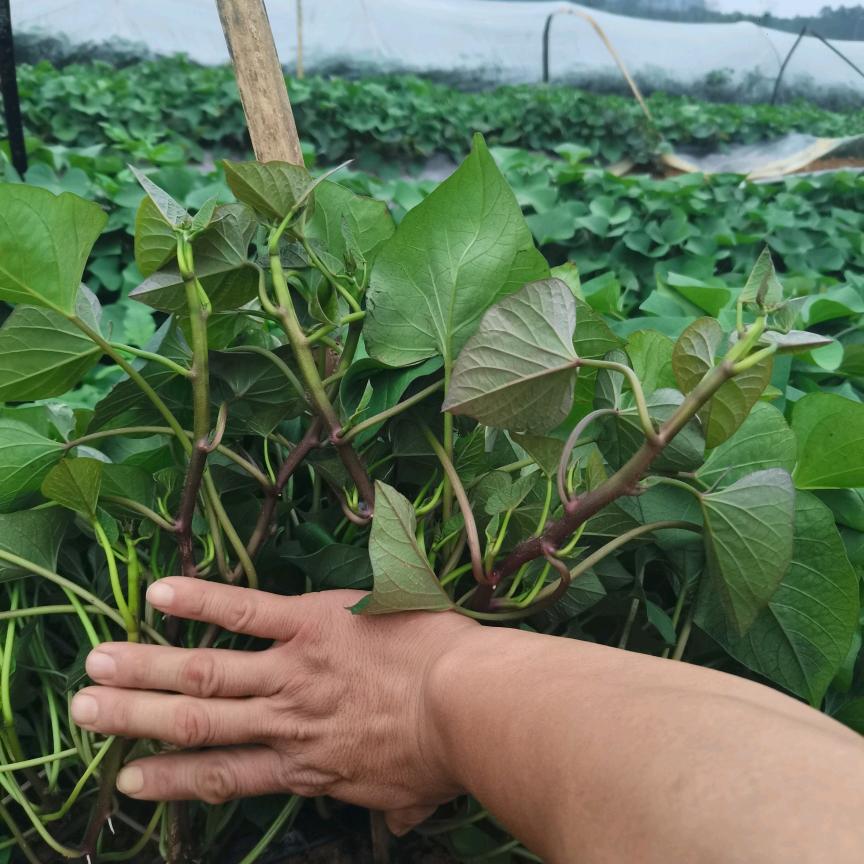 广西红薯苗扩繁基地