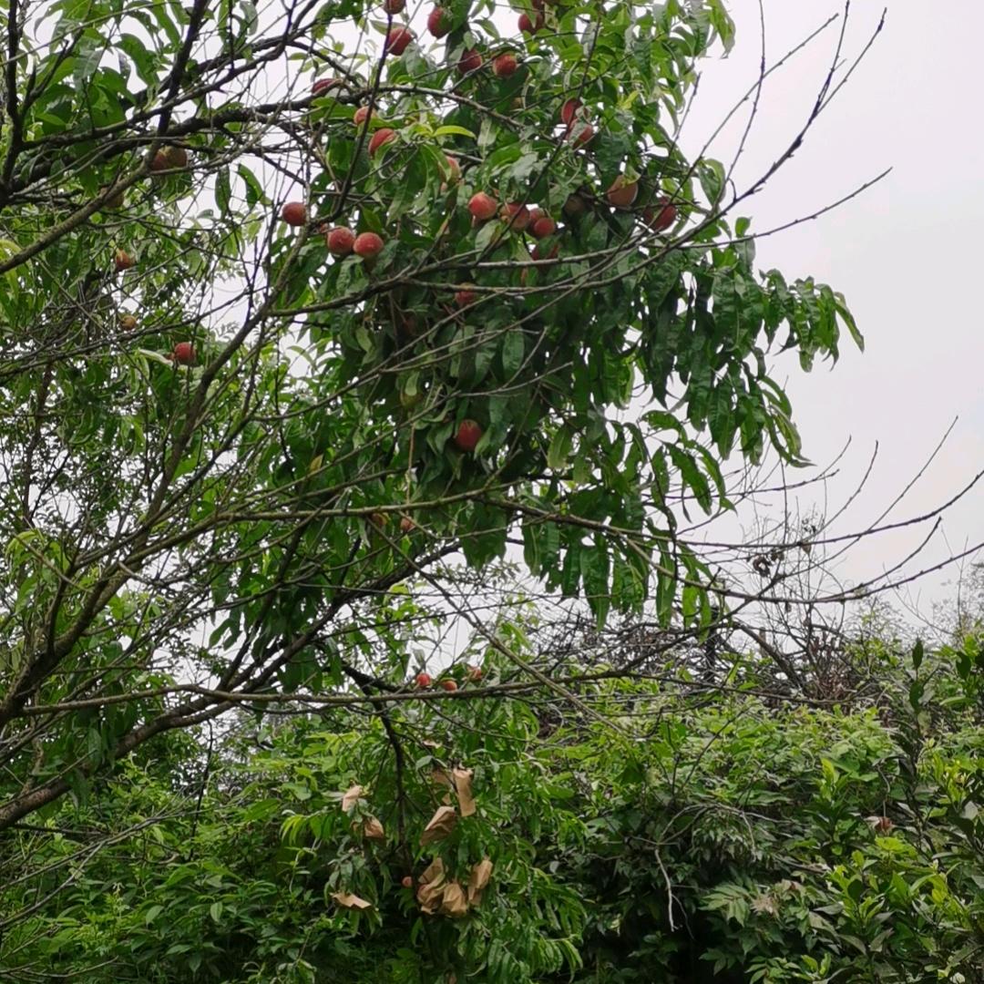 心仪好物优选